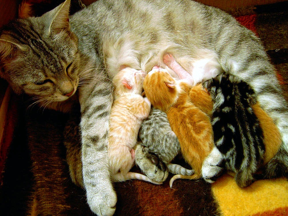 Unneutered cats can give birth to more kittens and will cause more expenses