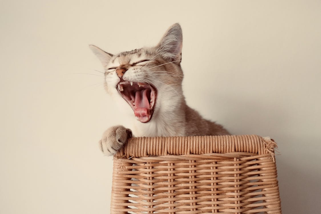 When cats are hungry, they create a vocal expression to catch their owner’s attention
