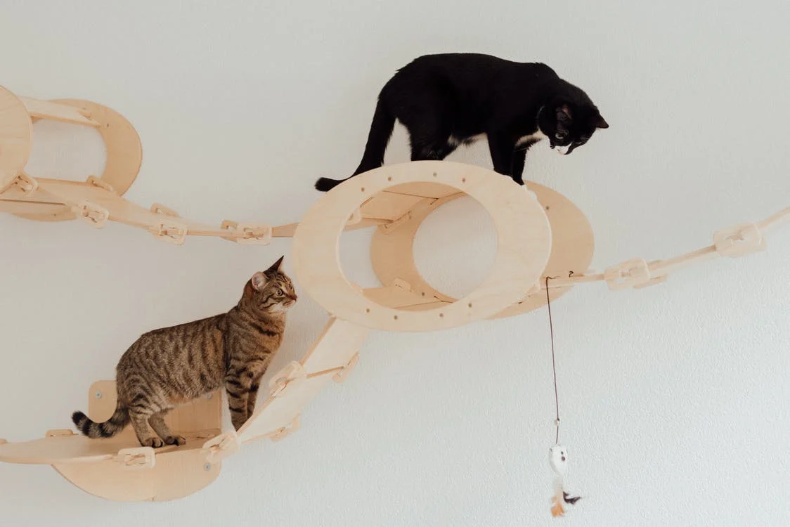 When you design your apartment to be cat-friendly, they will mimic the wild