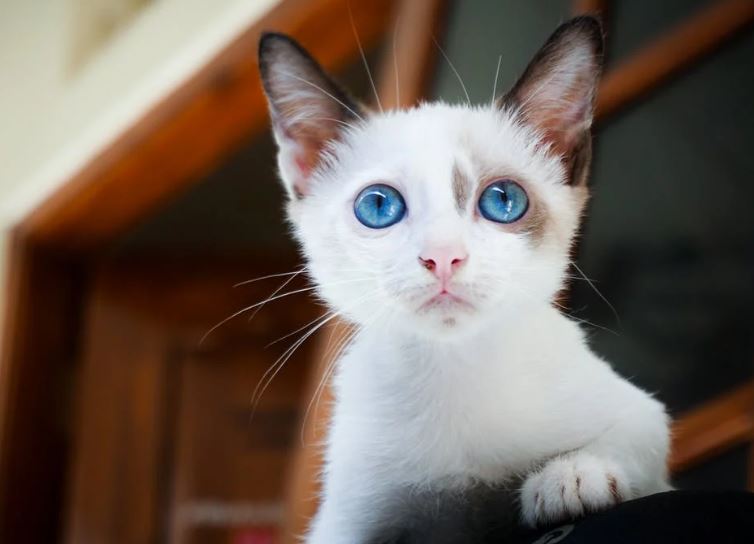 White-furred kittens are very gorgeous giving a clean feel.