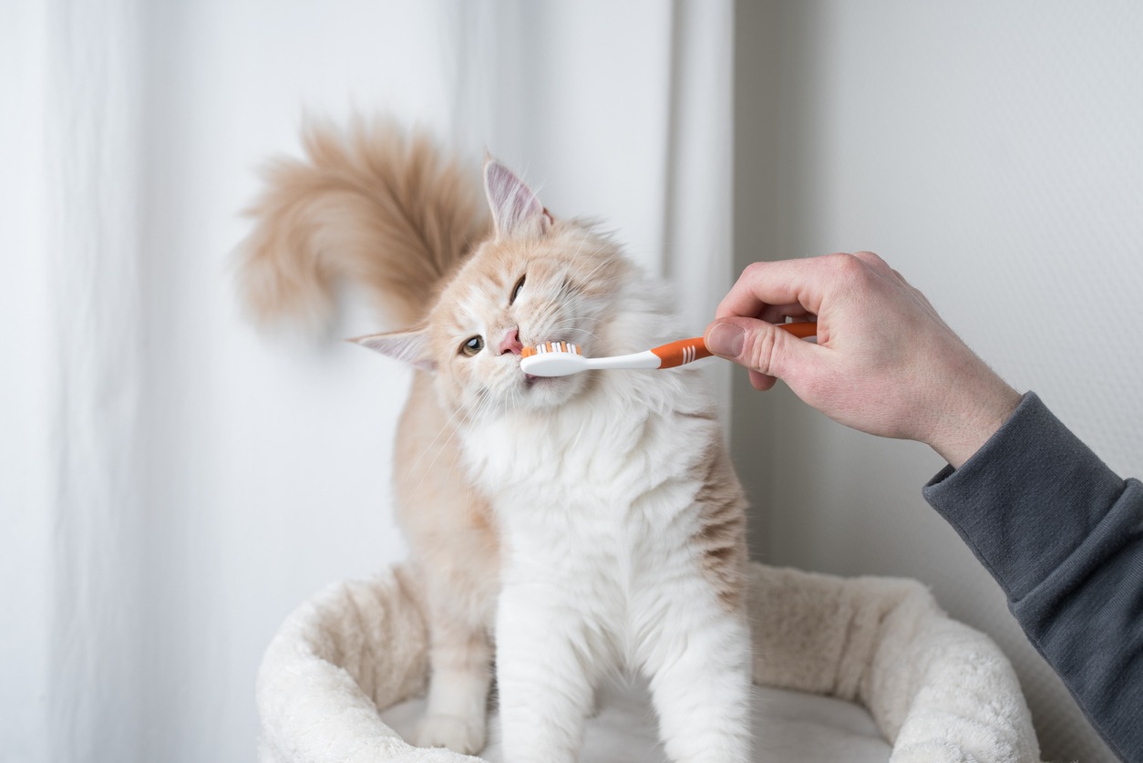 cat tooth brushing