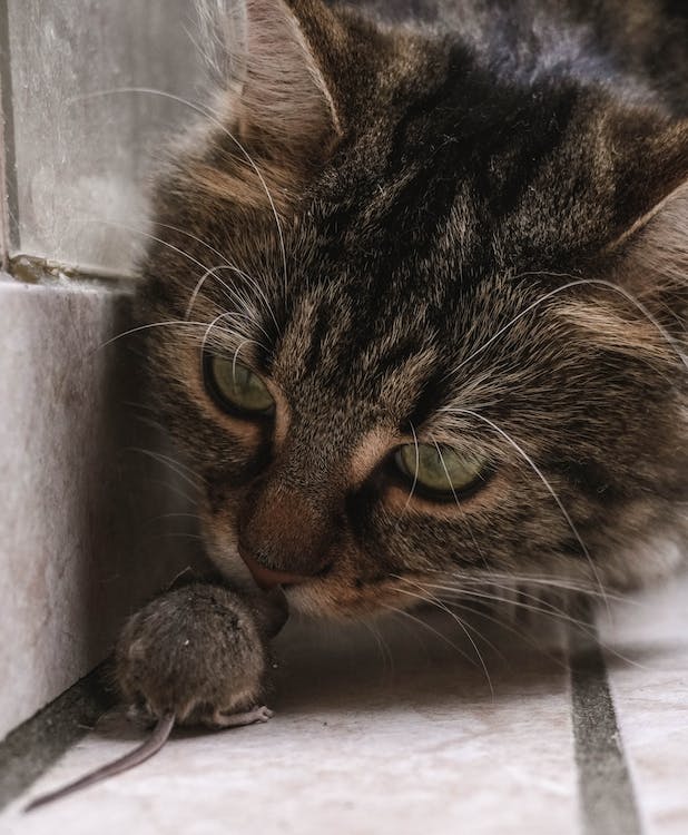 a cat nosing a rat