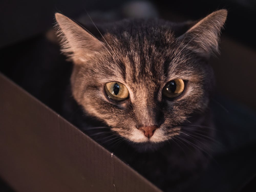 the head of a cat peeking through a box