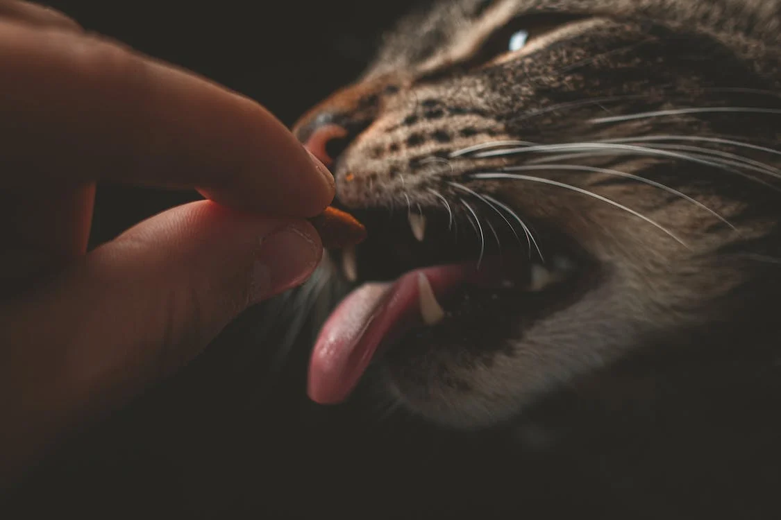 a close up of a person’s hand feeding a cat a treat