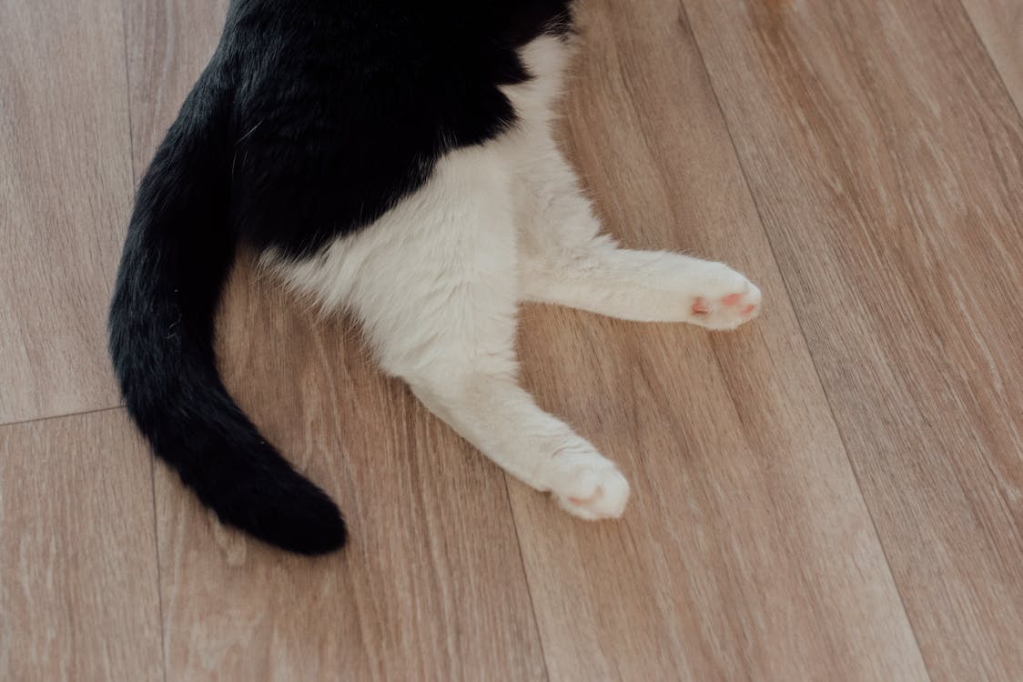 the tail of a cat lying on a wooden floor