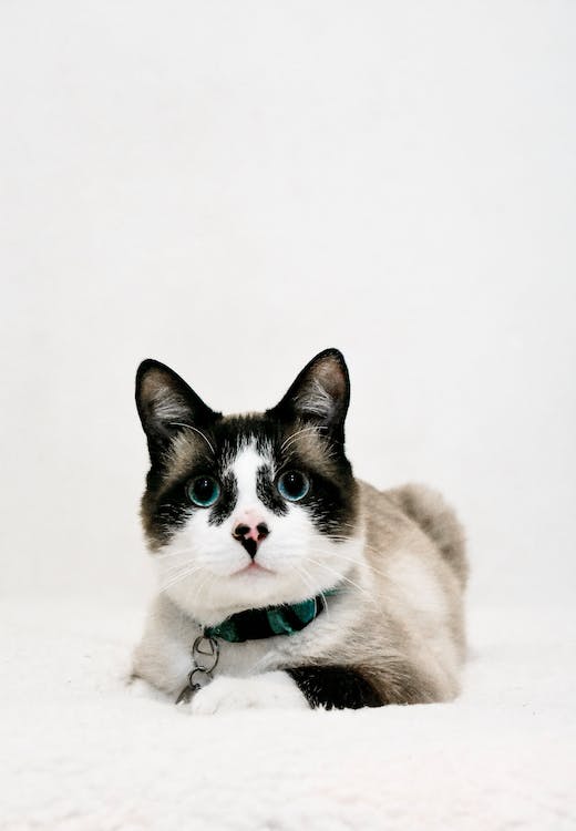 a photo of a snowshoe cat with a collar resting on a fluffy white carpet