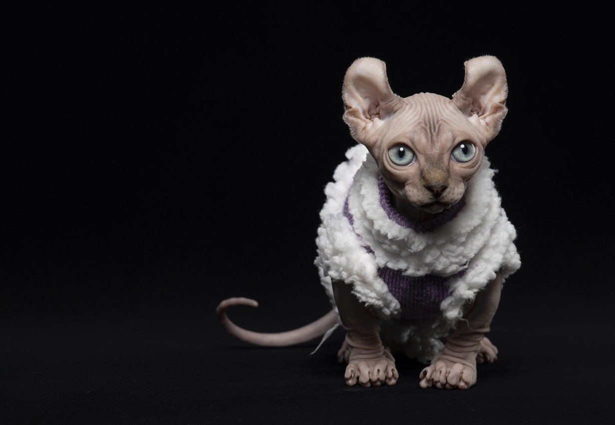 Sphynx Dwelf cat with a furry outfit