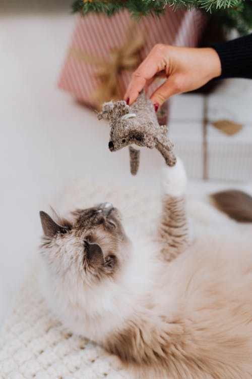 a person’s hand dangling a toy above their cat lying on the bed