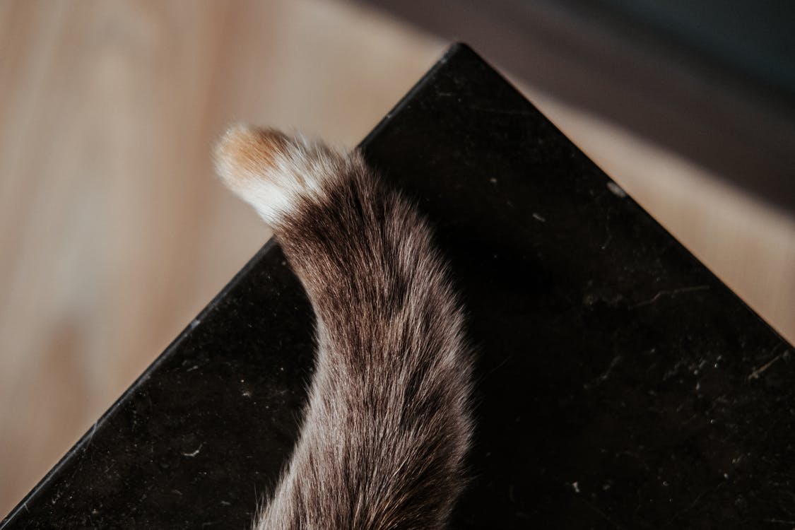 a fluffy tail of cat on table