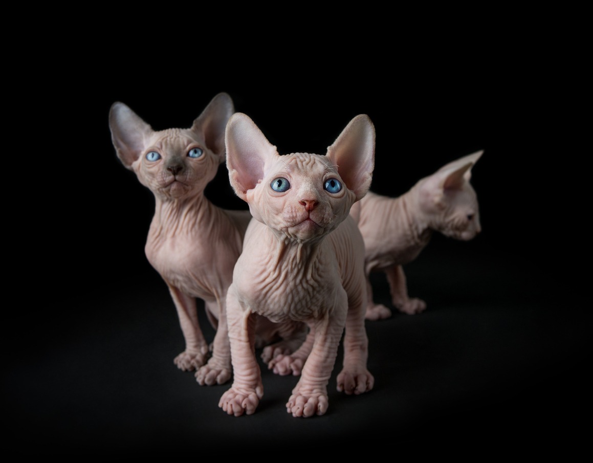 three blue-eyed Sphynx Dwelf cats