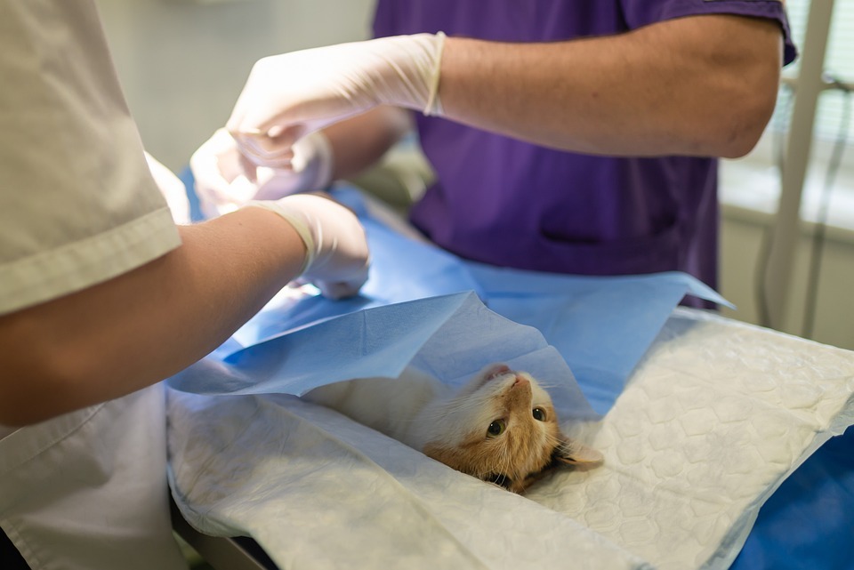 Veterinarian-doing-surgery-on-a-cat
