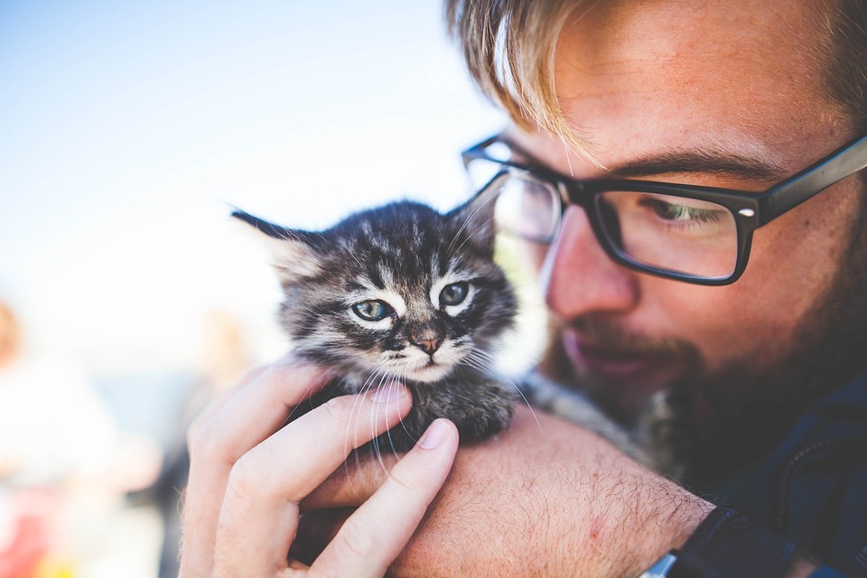 man-kitten-pet-owner-kitty-tabby