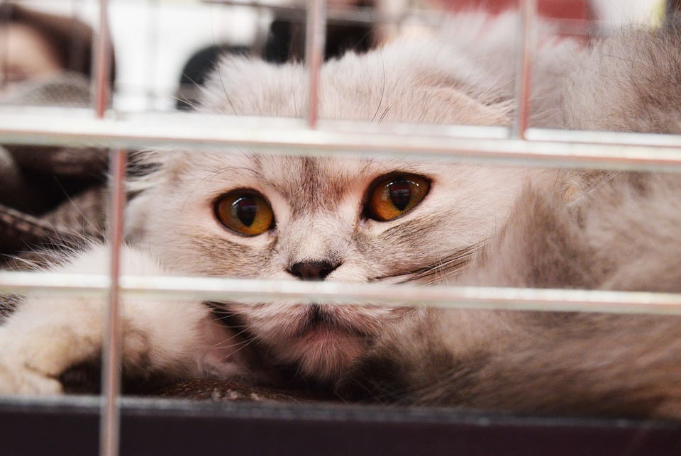 shelter-cat-cage-adoption
