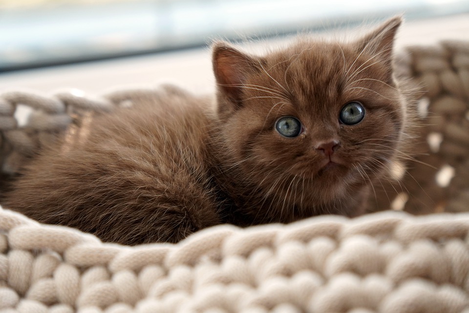 British shorthair kitten cat