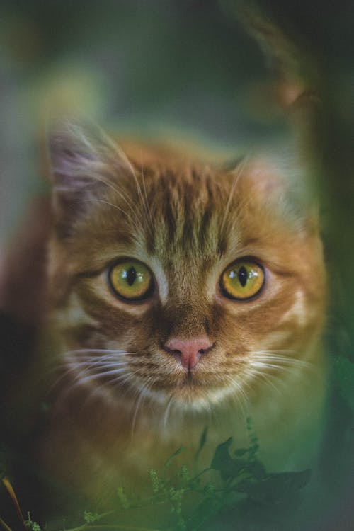Brown tabby cat in close up