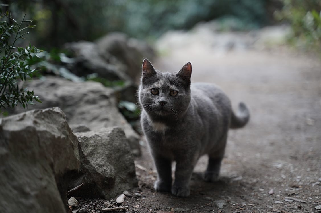 Gray cat walking on dirt ground