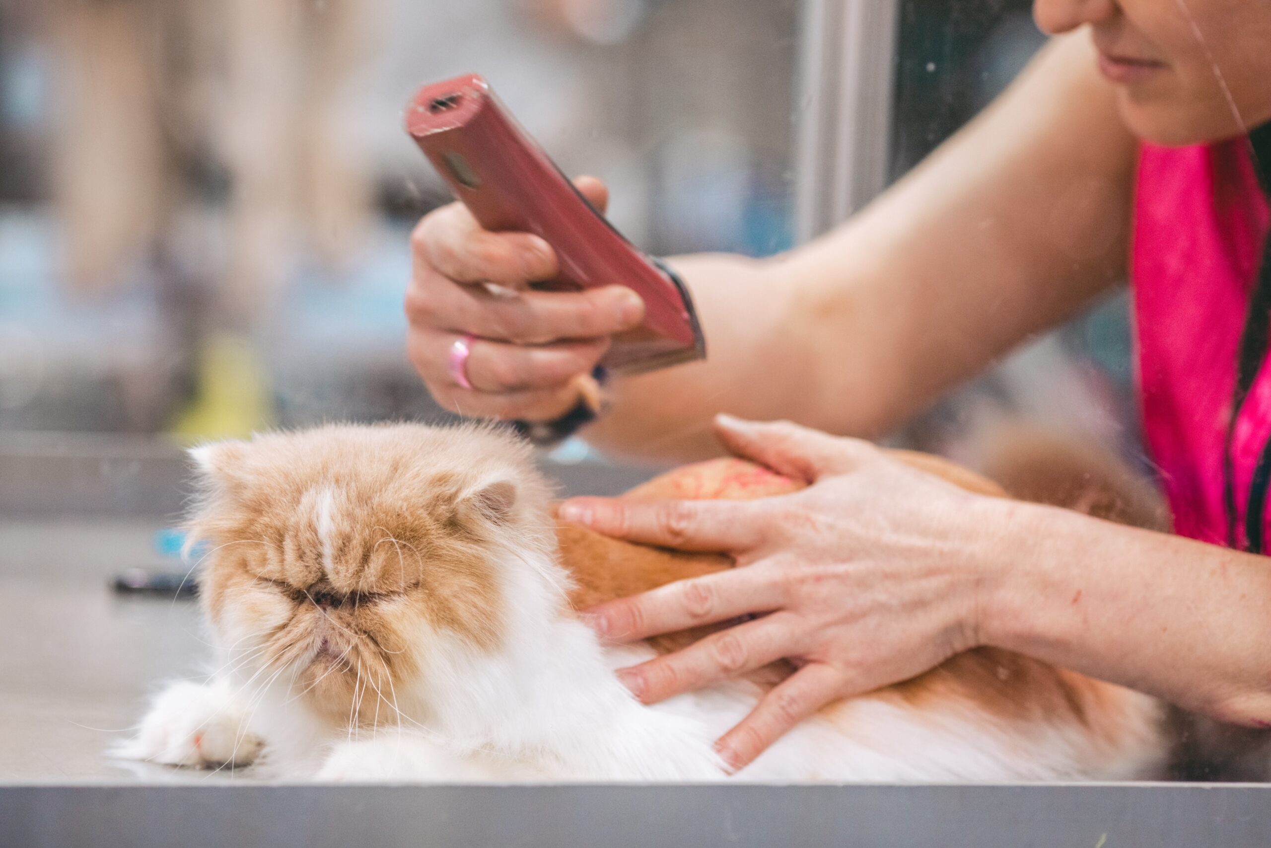 Tips for Keeping Your Cat Well Groomed