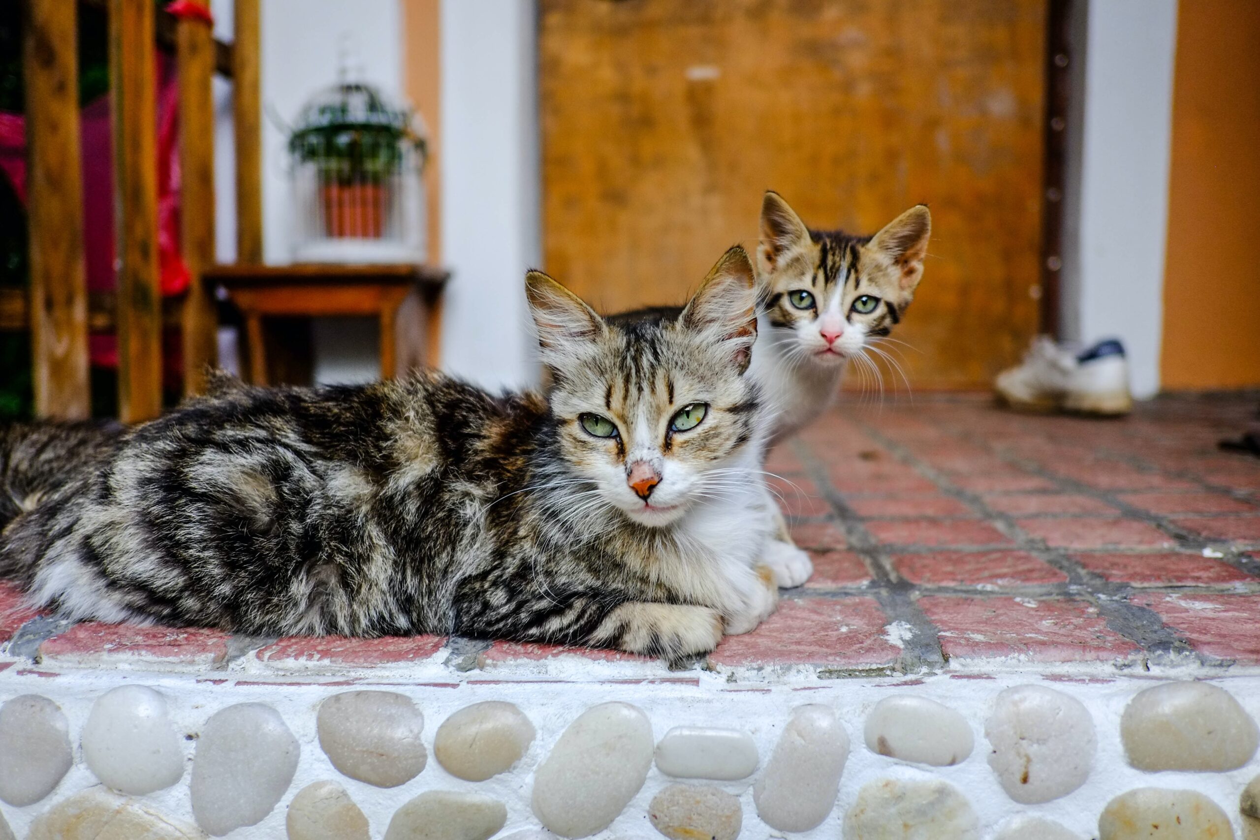 What Causes Feral Cat Colonies