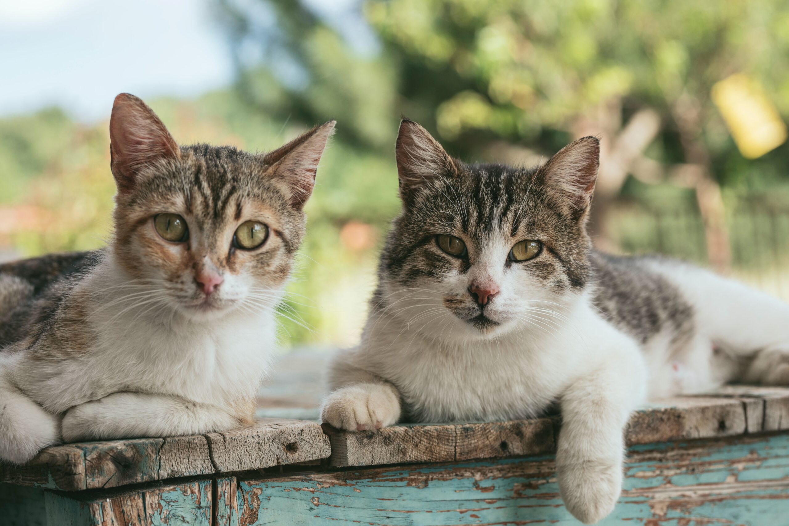 Why Adopting a Feral Cat Is Not an Option