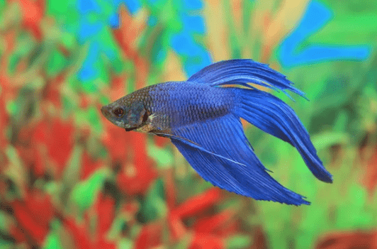 Our Commitment to the Betta Fish's Welfare